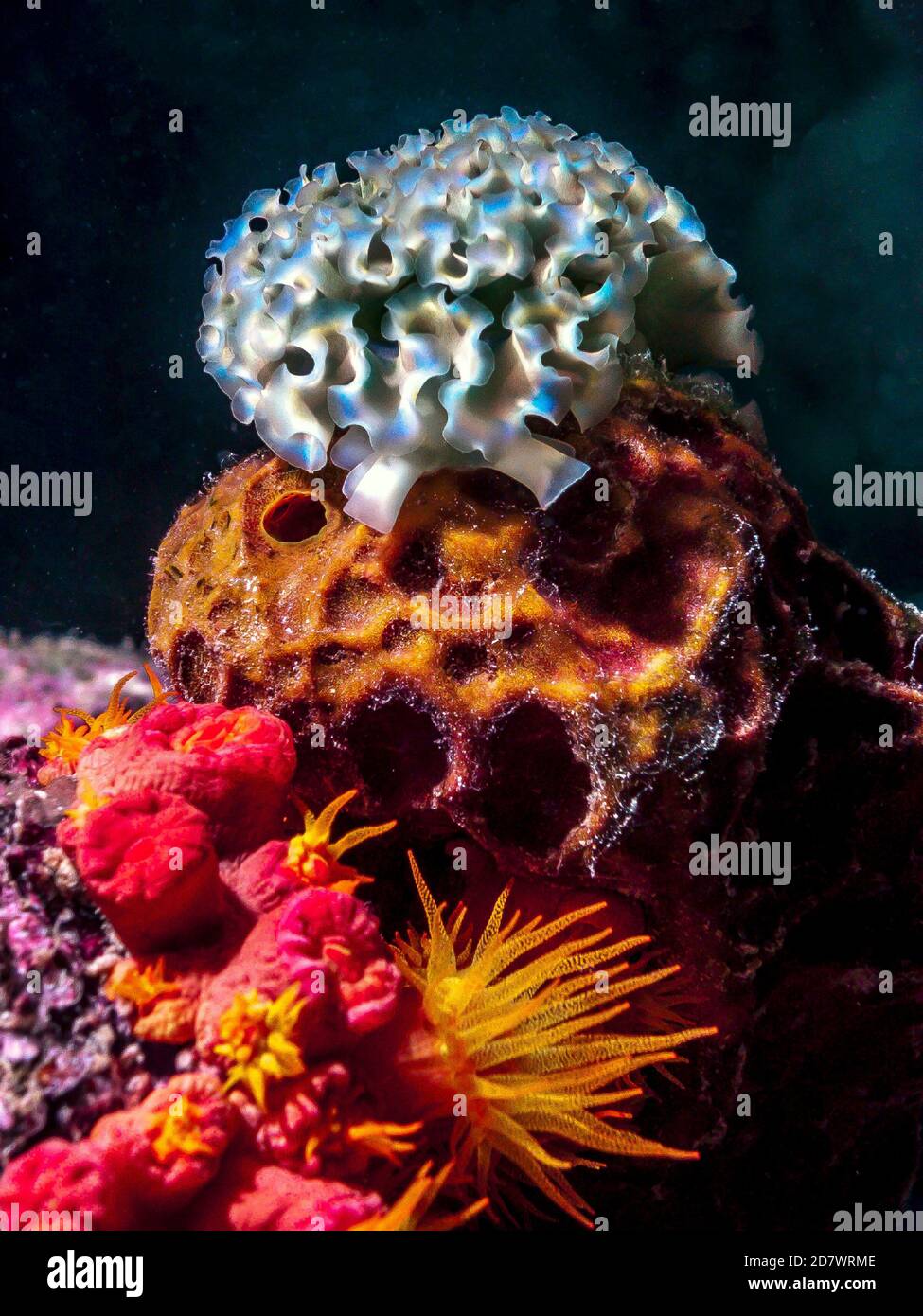 Elysia crispata, der allgemeine Name der Kopfsalat Meeresschnecke, ist eine große und bunte Art von Meeresschnecke, eine Meeresschnecke. Stockfoto