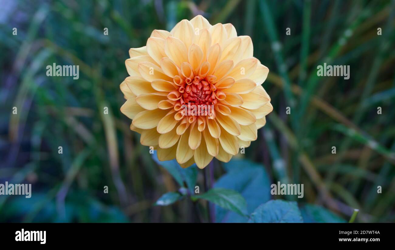 Einzelne apricot gefärbte Chrysantheme vor einem weichen grünen Garten Hintergrund Stockfoto