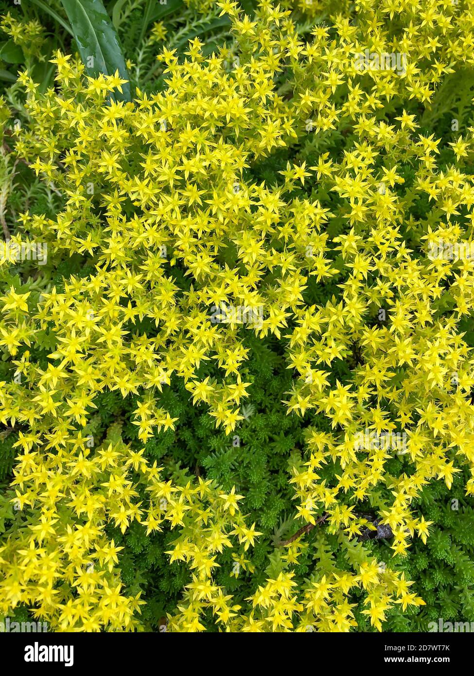 Kleine Gelbe Blumen Name