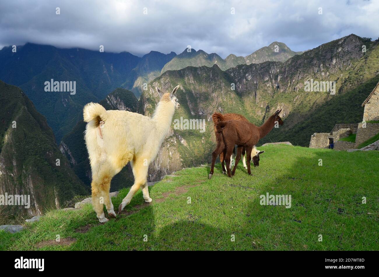 Lama grast um Machu Picchu Stockfoto