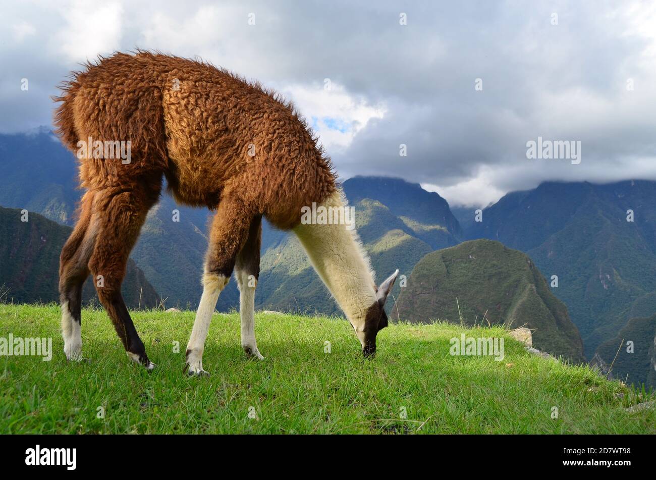 Lama grast um Machu Picchu Stockfoto