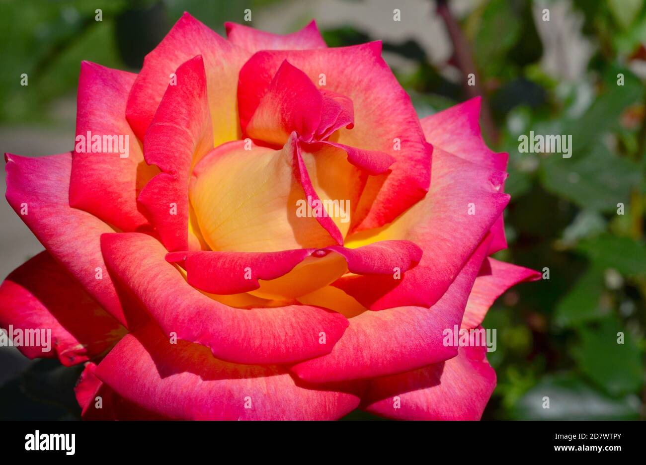 Schöne Rosen in voller Blüte an einem sumpfigen Sommertag Stockfoto