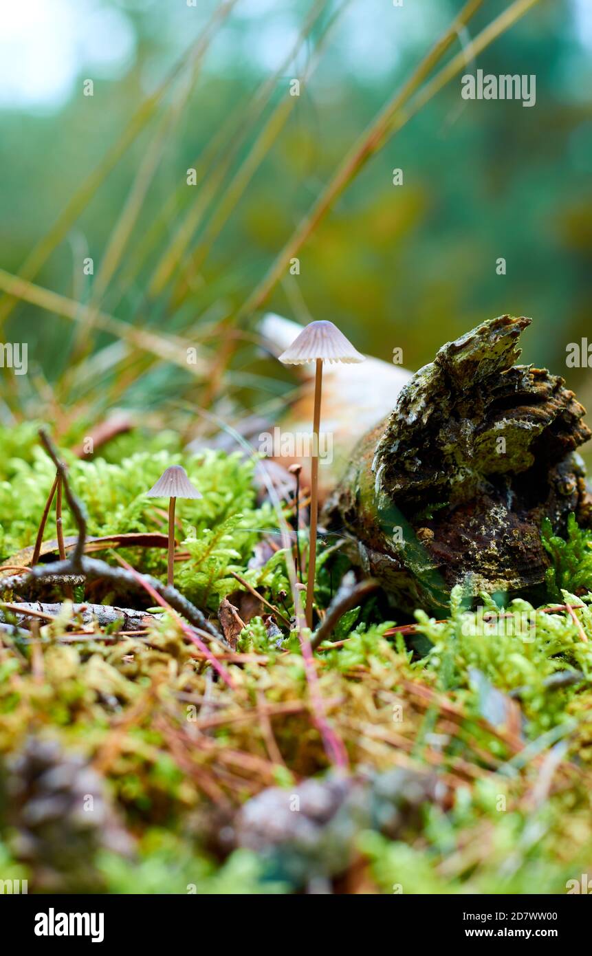 Zwei kleine Pilze mit Hüten wachsen zwischen Moos am Masse Stockfoto