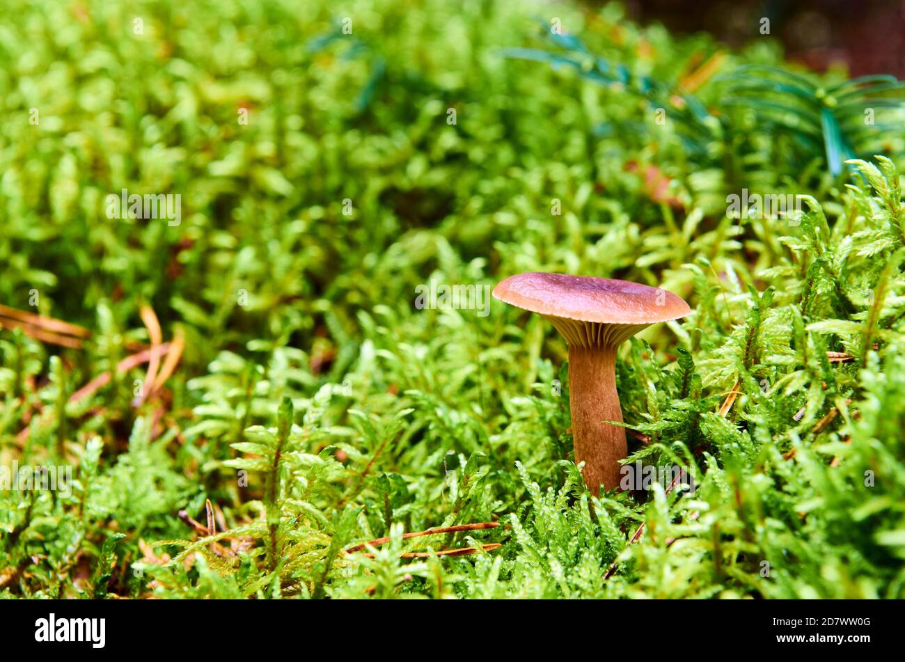 Ein brauner Pilz mit Hut wächst zwischen Moos Stockfoto