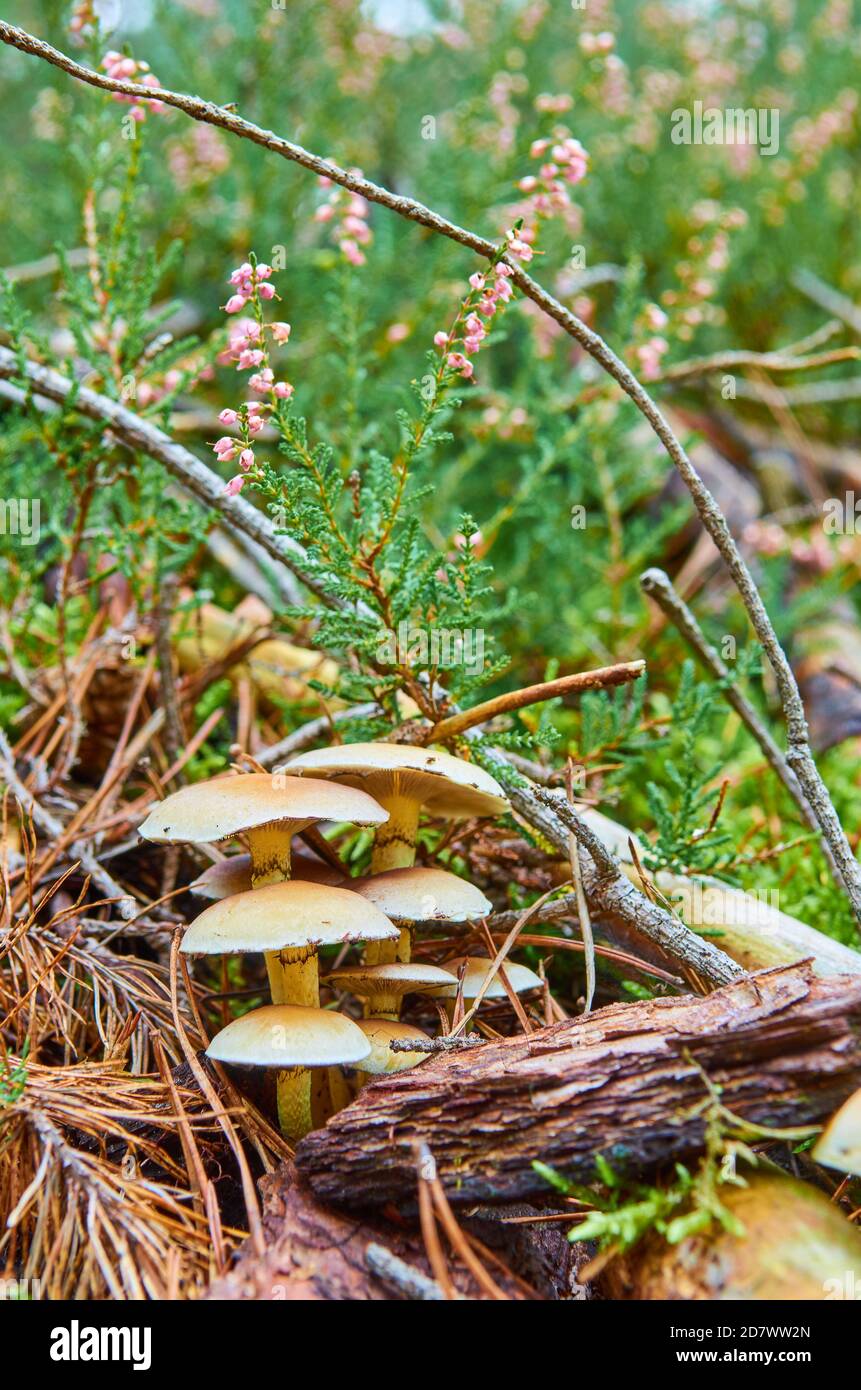 Eine Gruppe von Pilzen mit Hüten wachsen zwischen Holz und Nadelblätter Stockfoto