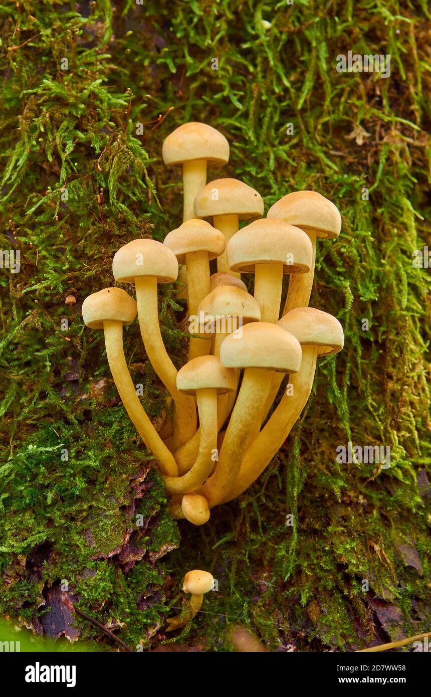 Gelbe Pilze mit Hüten wachsen auf einem mit einem Stumpf bedeckten Stumpf Moos Stockfoto