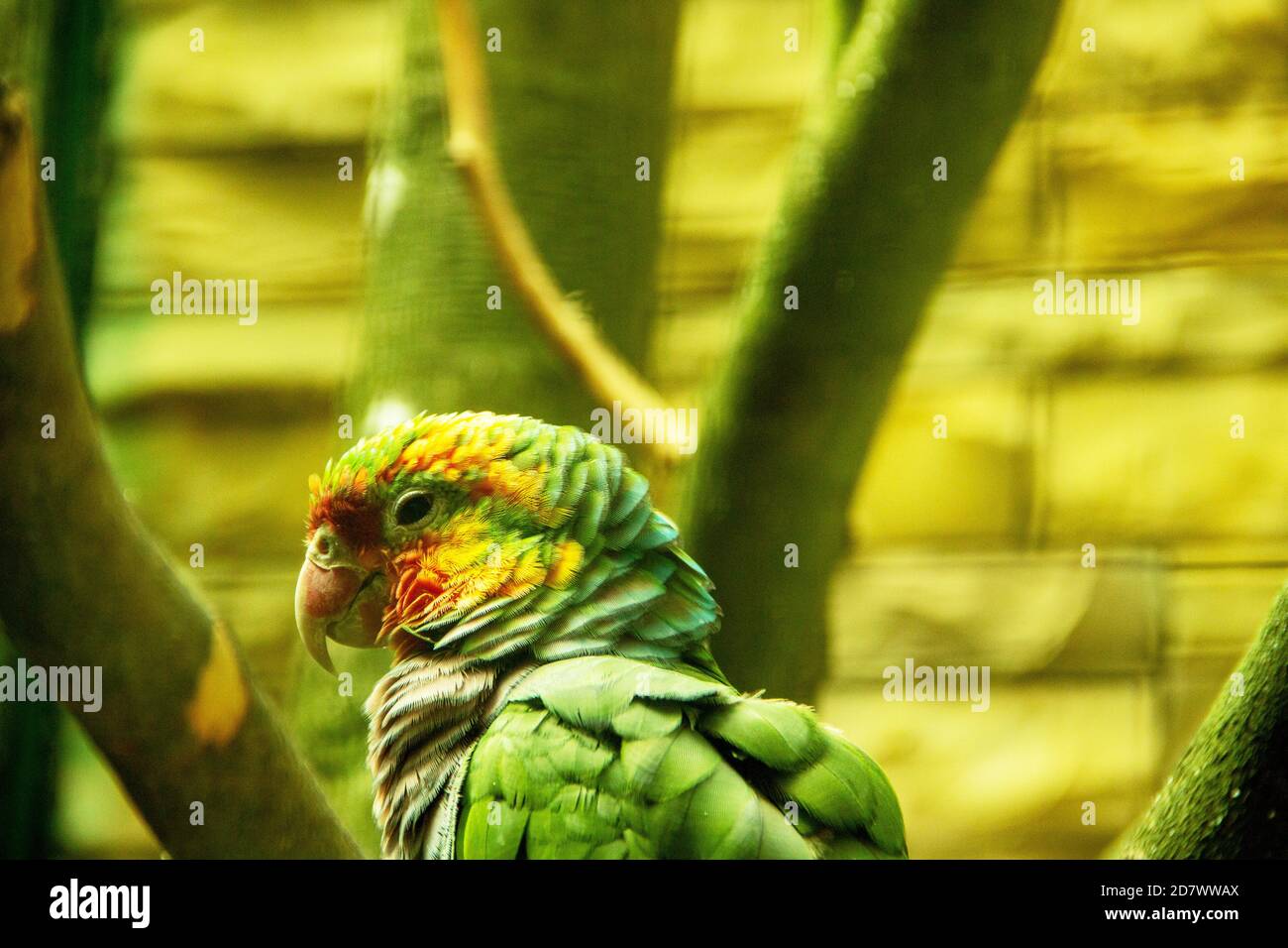 Bild aus einem kubanischen amazonas auch als kubanischer Papagei oder der Rosenpapagei Amazona leucocephala bekannt Stockfoto