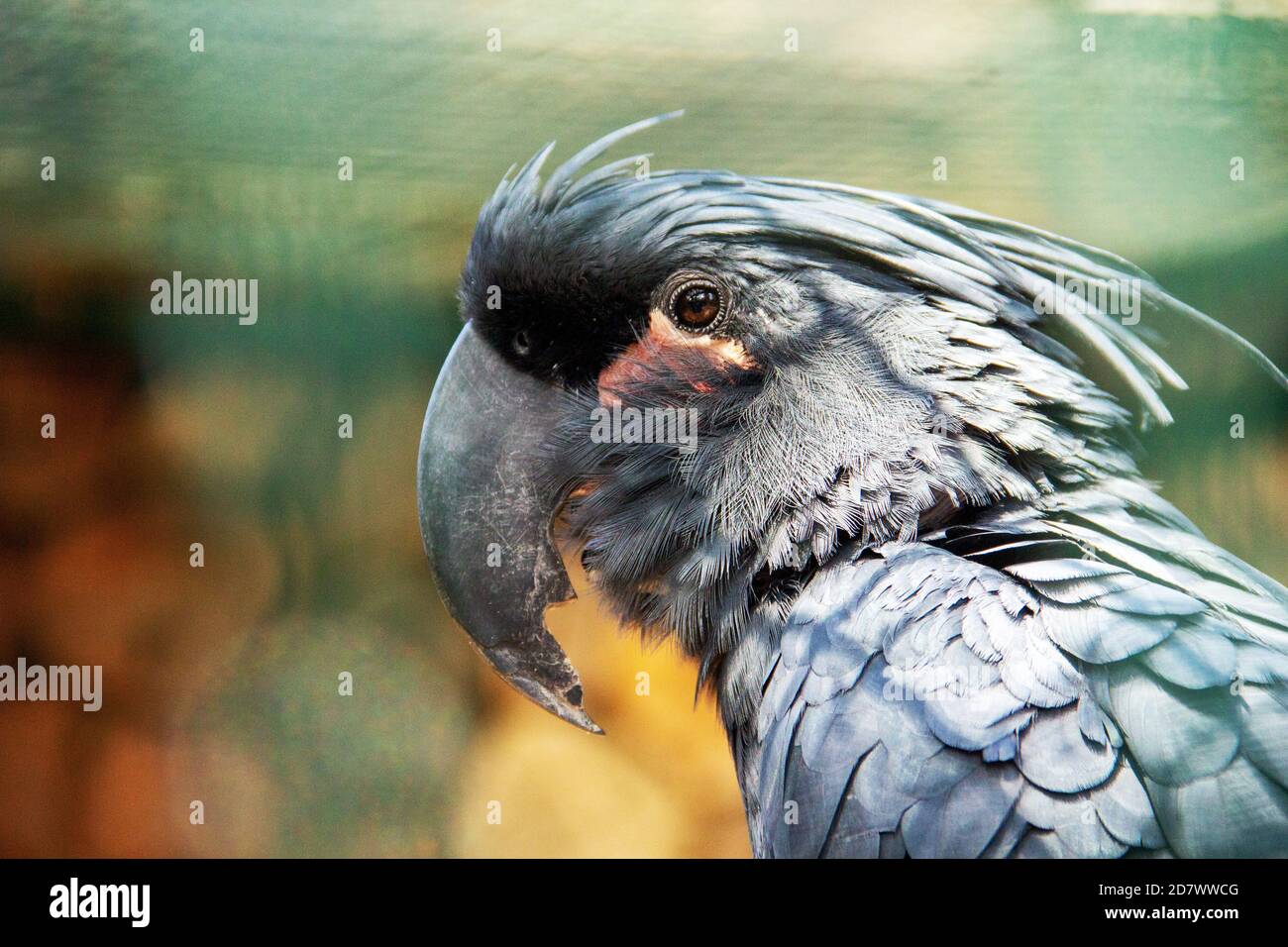 Afrikanischer kakadu Fotos und Bildmaterial in hoher Auflösung Alamy