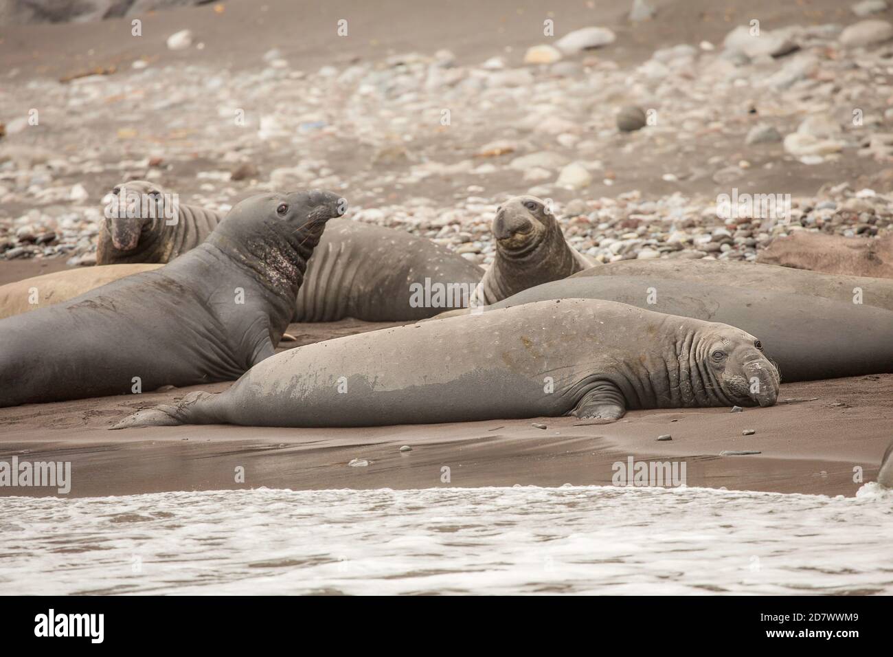 Nördliche Elefantenrobben, Mirounga angustirostris, Guadalupe Island, Mexiko, Ostpazifischer Ozean. Stockfoto