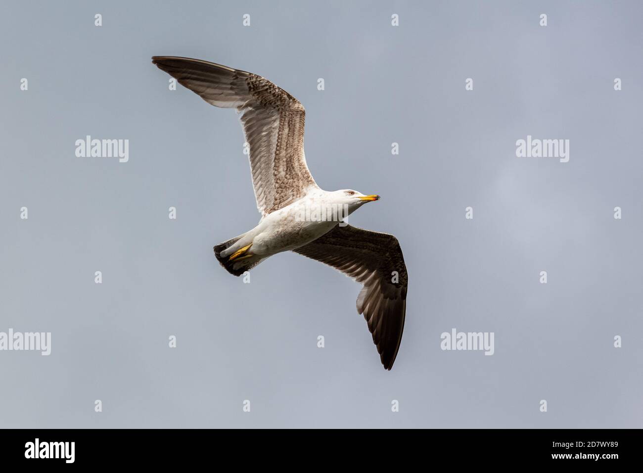 Unreife kleine Schwarzrückenmöwe im Flug Stockfoto