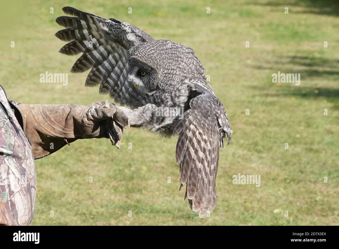 Great Grey Owl im Flug und landete auf Barsch Stockfoto