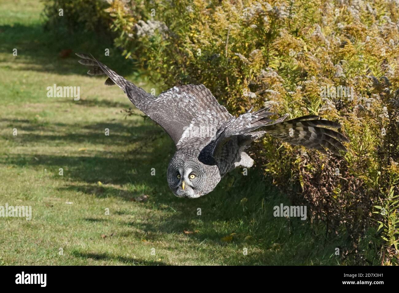 Great Grey Owl im Flug und landete auf Barsch Stockfoto