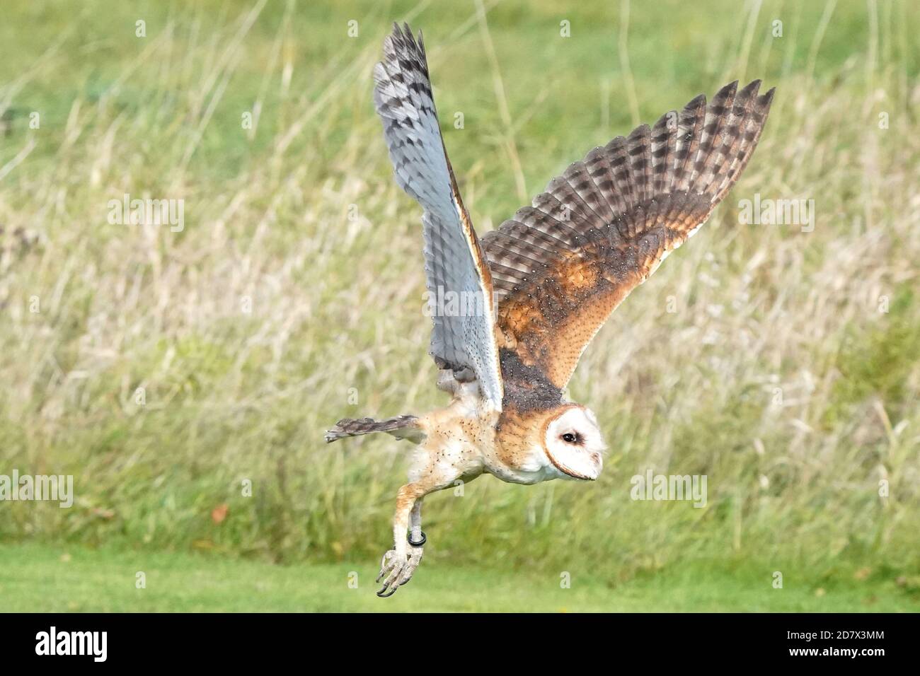 Barn Owl Barching und Fliegen Stockfoto