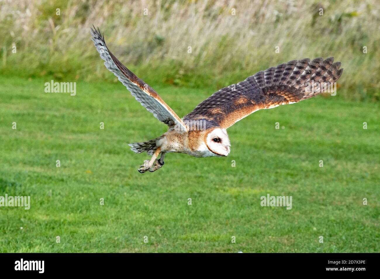 Barn Owl Barching und Fliegen Stockfoto