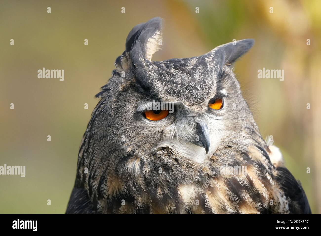 Große gehörnte Eule im Flug und Barschen Stockfoto