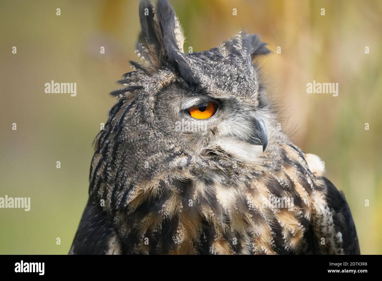 Große gehörnte Eule im Flug und Barschen Stockfoto