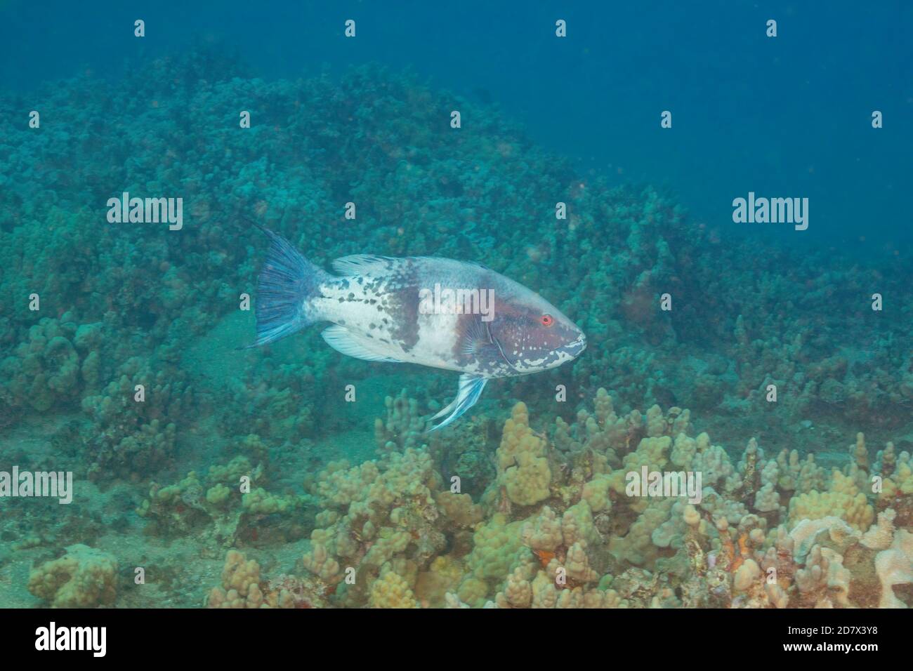 Der endliche männliche hawaiianische Hogfisch, Bodianus albotaeniatus, wird von Tauchern nicht oft gesehen, da er sich während seiner Reifung in tieferes Wasser bewegt. Dieser Fisch ist Ende Stockfoto