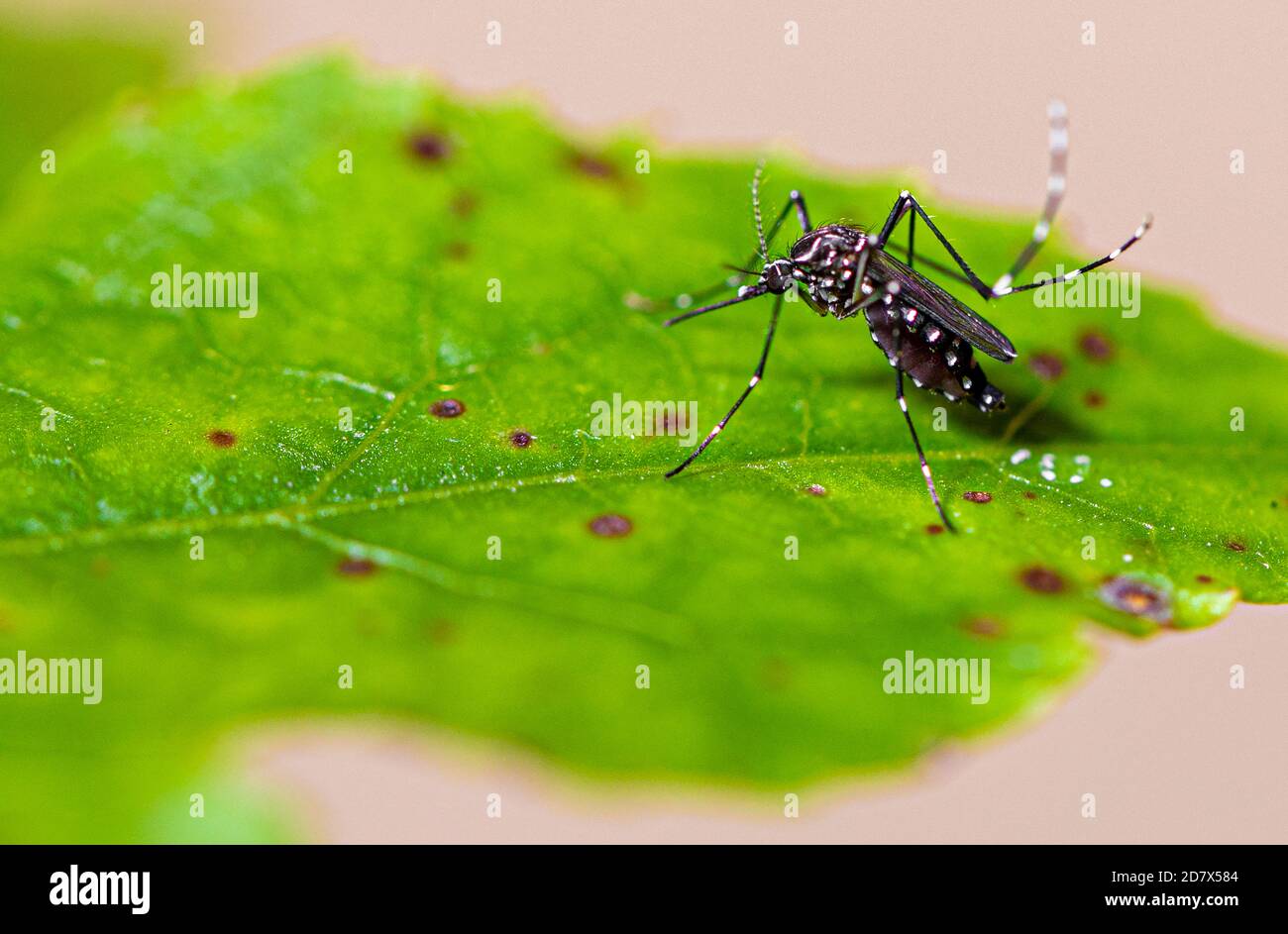 Aedes aegypti Moskito pernilongo mit weißen Flecken und grünem Blatt Stockfoto