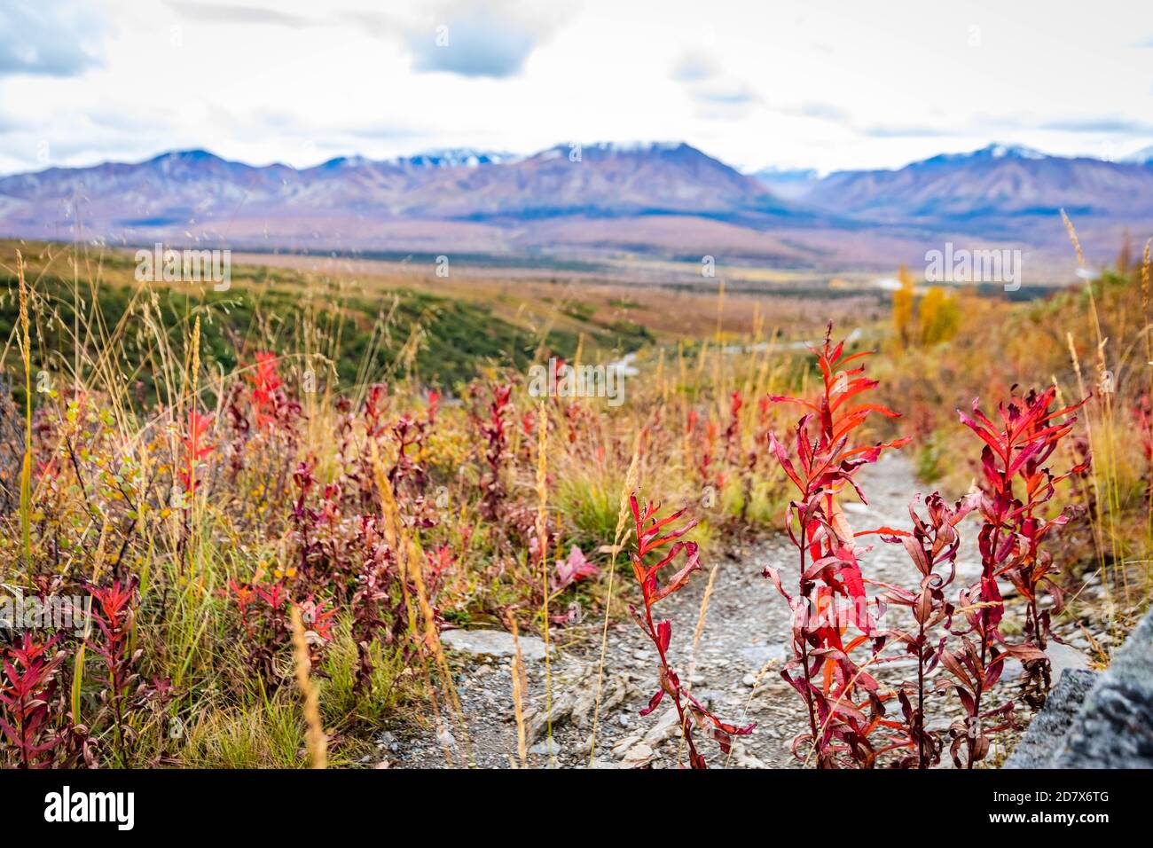 Savage Alpine Trail Berge Blick vom Denali National Park an Fallen Stockfoto