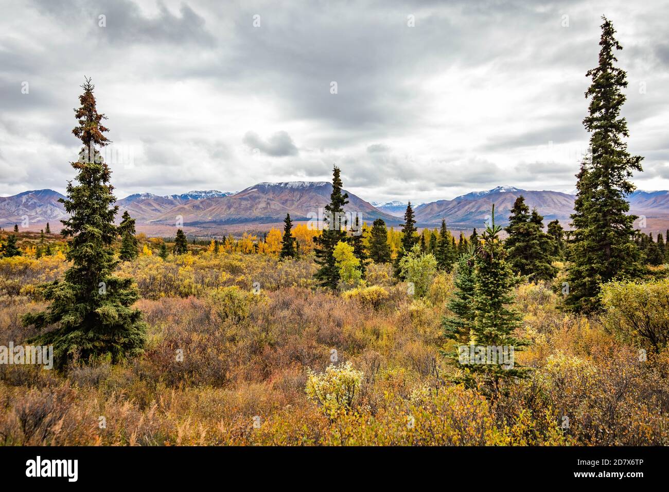 Savage Alpine Trail Berge Blick vom Denali National Park an Fallen Stockfoto