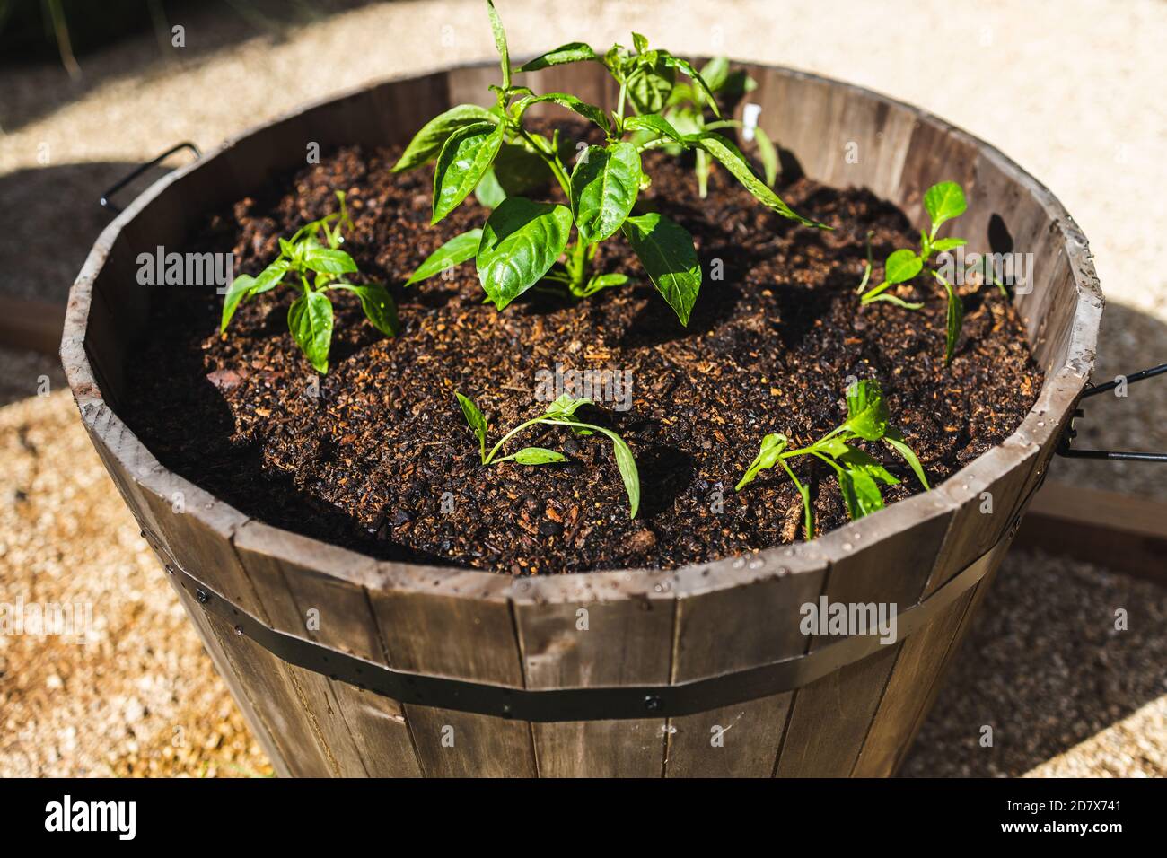 Paprika Pflanzen im Freien in Fass Topf in sonnigen Gemüse Gartenaufnahme  in geringer Schärfentiefe Stockfotografie - Alamy