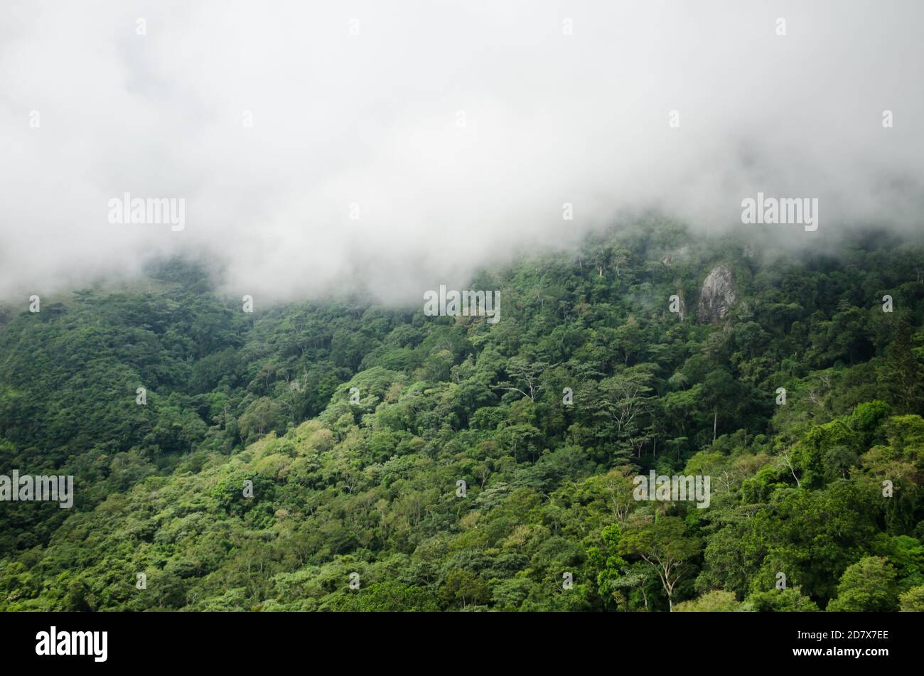 Baumkronen im Altos de Campana Nationalpark Stockfoto