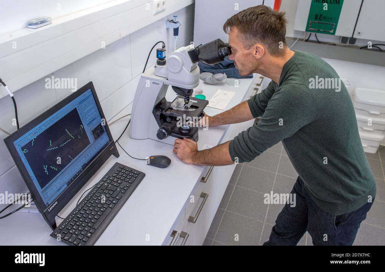 Neustadt Glewe, Deutschland. Oktober 2020. Der Biologe Jörg Ullmann untersucht das Wachstum der Blaualge Spirulina unter dem Mikroskop. In einer der größten Algenfarmen Europas werden Algen für die Lebensmittelindustrie in tropisch-warmen Wasserbecken mit einer Gesamtkapazität von 600,000 Litern angebaut. Die Dr. Eberhard Bioenergie GmbH & Co. Kg bereitet den Schritt vom Piloten zur industriellen Algenproduktion in den ehemaligen Gewächshäusern vor. Quelle: Jens Büttner/dpa-Zentralbild/dpa/Alamy Live News Stockfoto