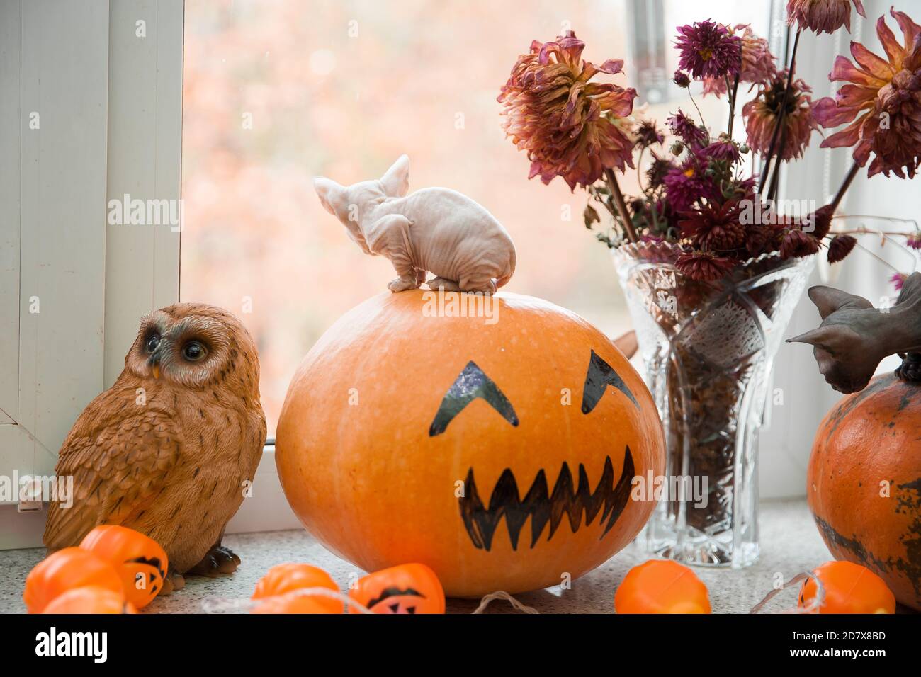 Niedlichen weißen don sphynx Kätzchen sitzt auf halloween Kürbis und Durch das Fenster schauen Stockfoto