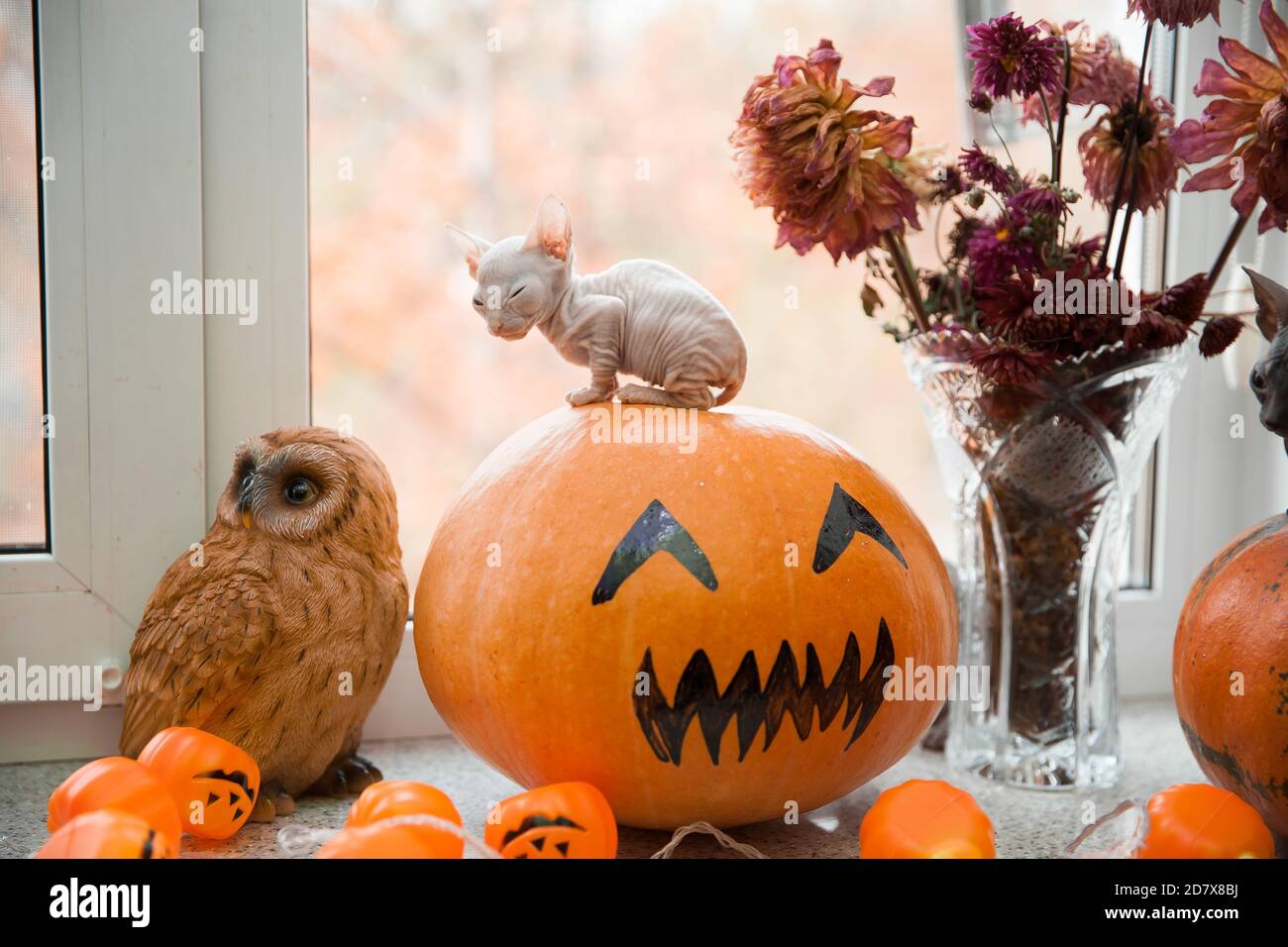 Niedliche weiße don sphynx Kätzchen sitzen auf halloween Kürbis Stockfoto