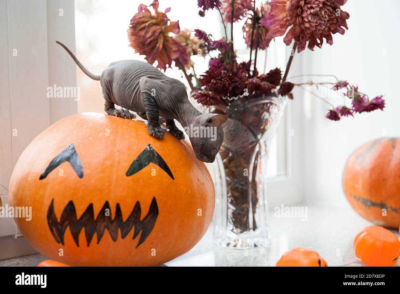 Niedliche kleine graue Don sphynx Kätzchen auf halloween Kürbis sitzen Stockfoto