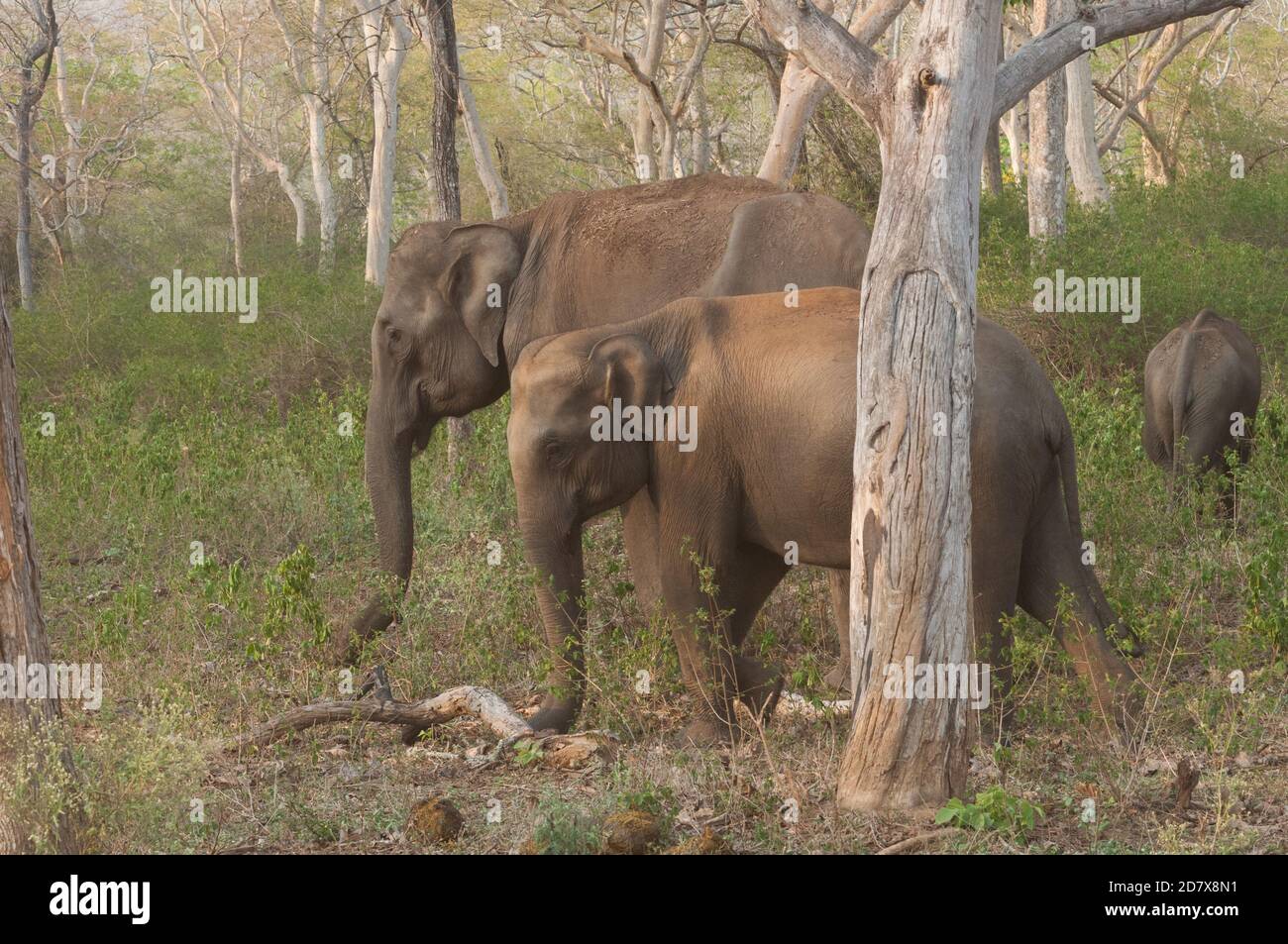 Indische Elefanten (Elephas Maximus Indicus) Stockfoto