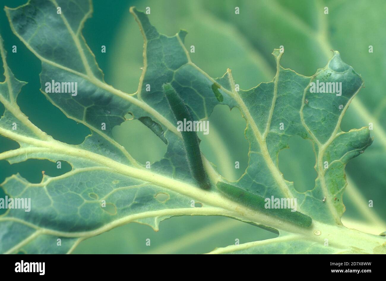 CATERPILLAR DER KOHLWEISSLING UND DIE BESCHÄDIGTEN zu KOHLBLÄTTER VERURSACHT Stockfoto