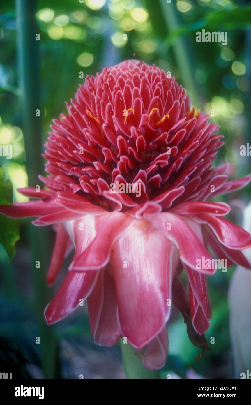 NAHAUFNAHME EINER FACKEL INGWER (ETLINGERA ELATIOR) Stockfoto