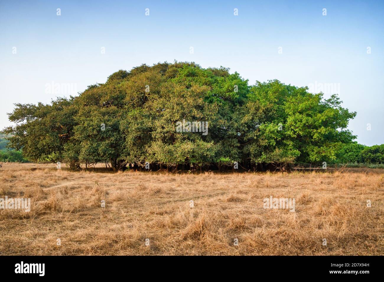 Erstaunliches Banyan Tree, Ficus benghalensis in Indien. Stockfoto