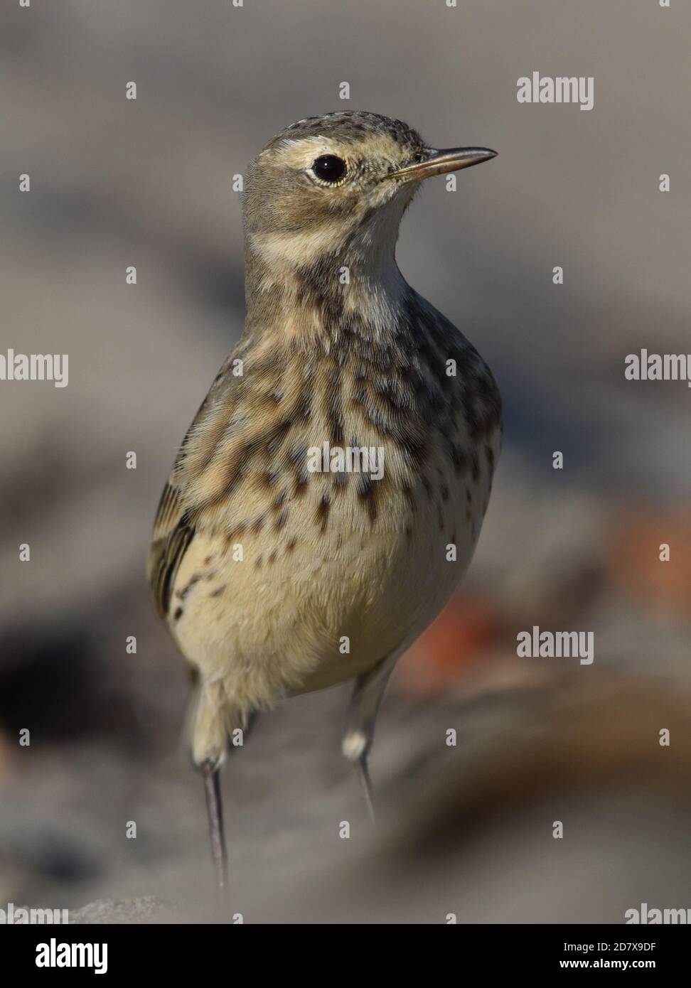 Ein amerikanischer Pipit (Anthus rubescens) Am Moss Landing Beach in Kalifornien Stockfoto
