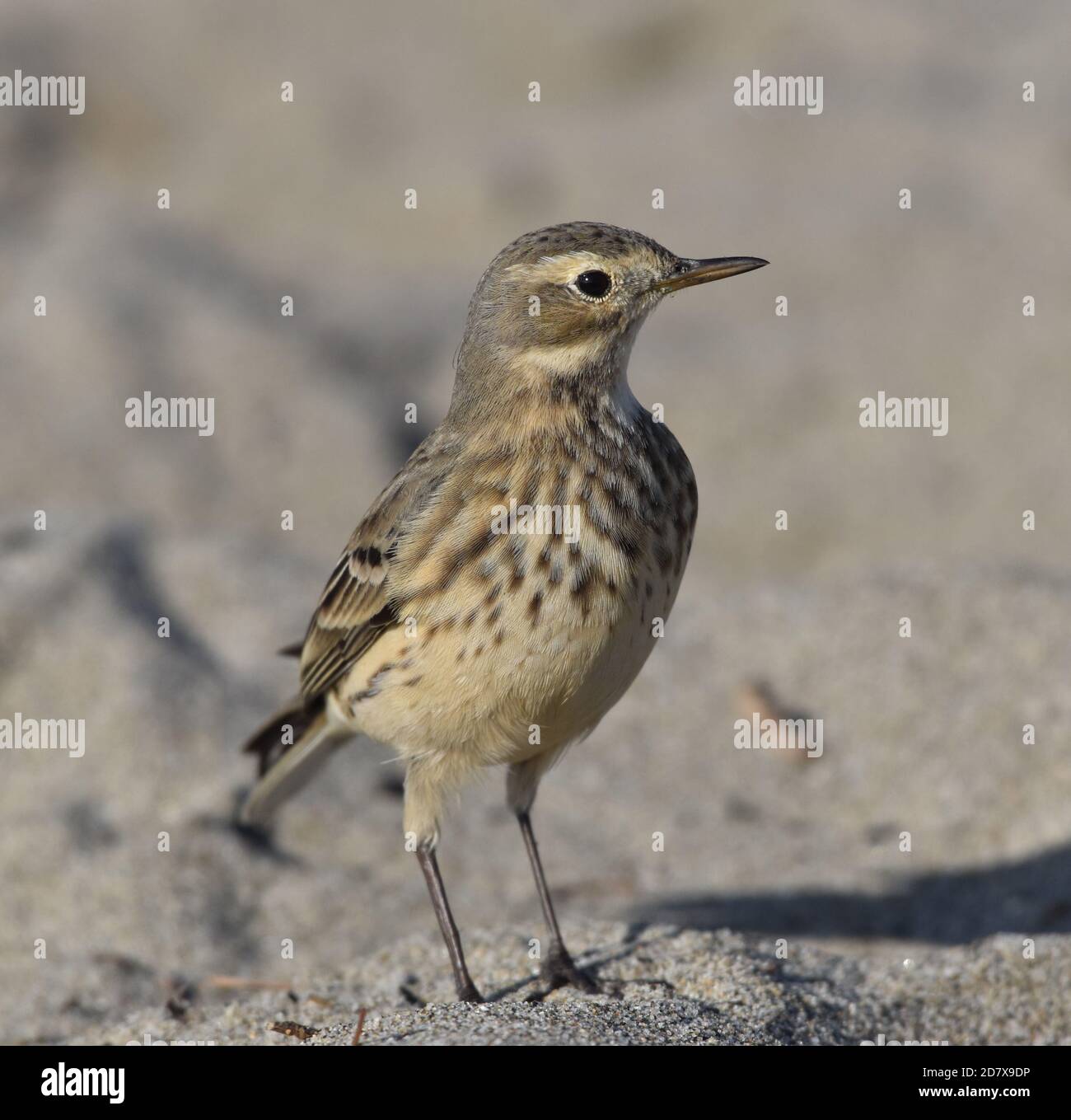 Ein amerikanischer Pipit (Anthus rubescens) Am Moss Landing Beach in Kalifornien Stockfoto