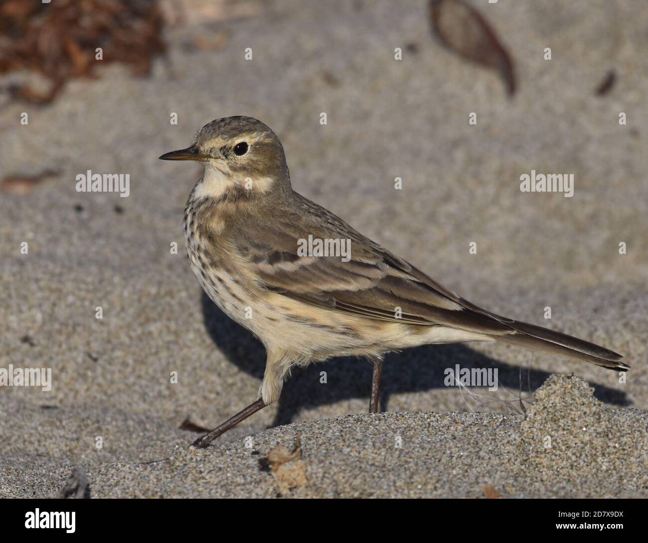 Ein amerikanischer Pipit (Anthus rubescens) Am Moss Landing Beach in Kalifornien Stockfoto