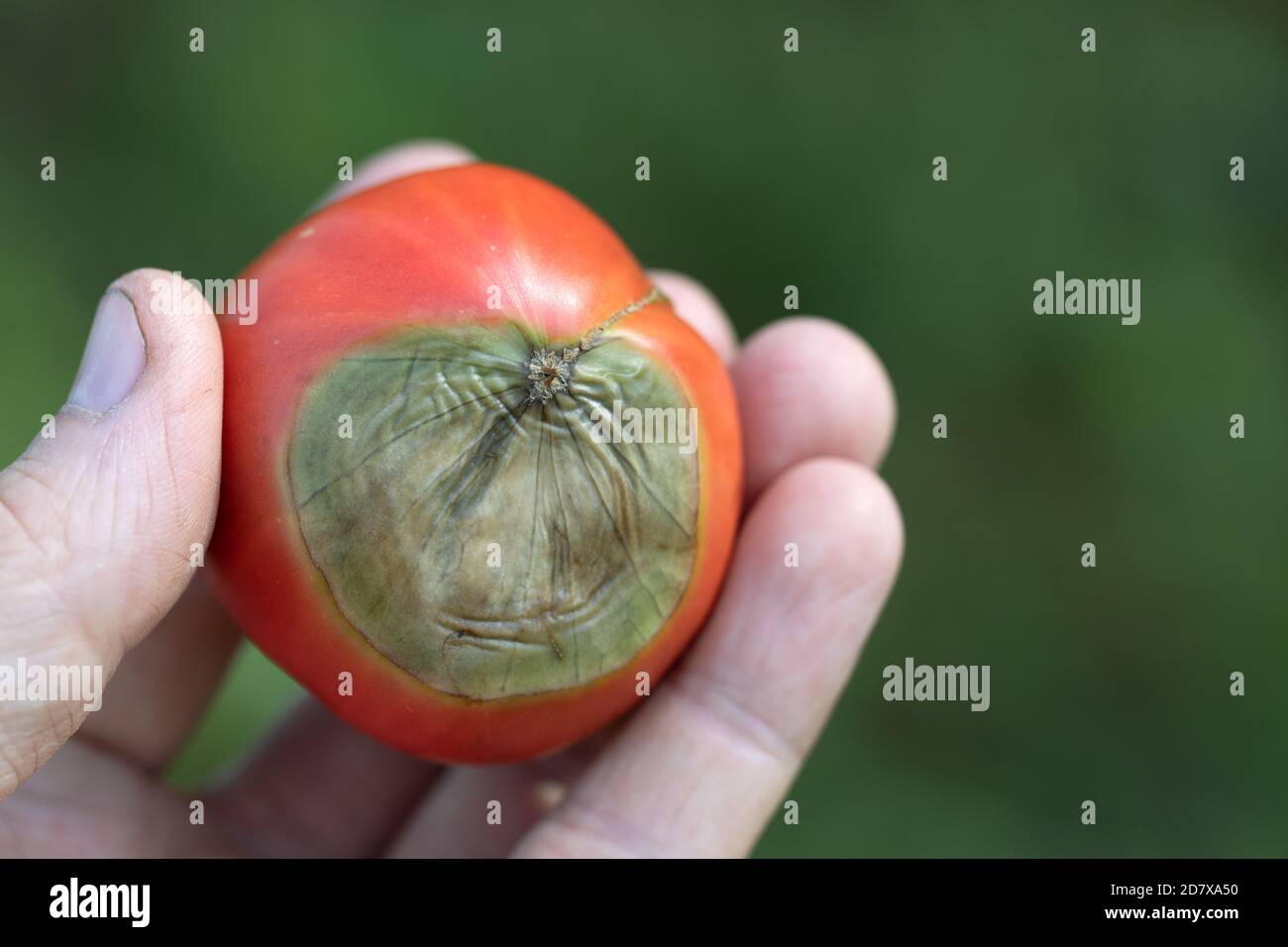 Reife rote Tomate mit verwöhnter Spitze von hellgrüner Fäule In der Hand Stockfoto