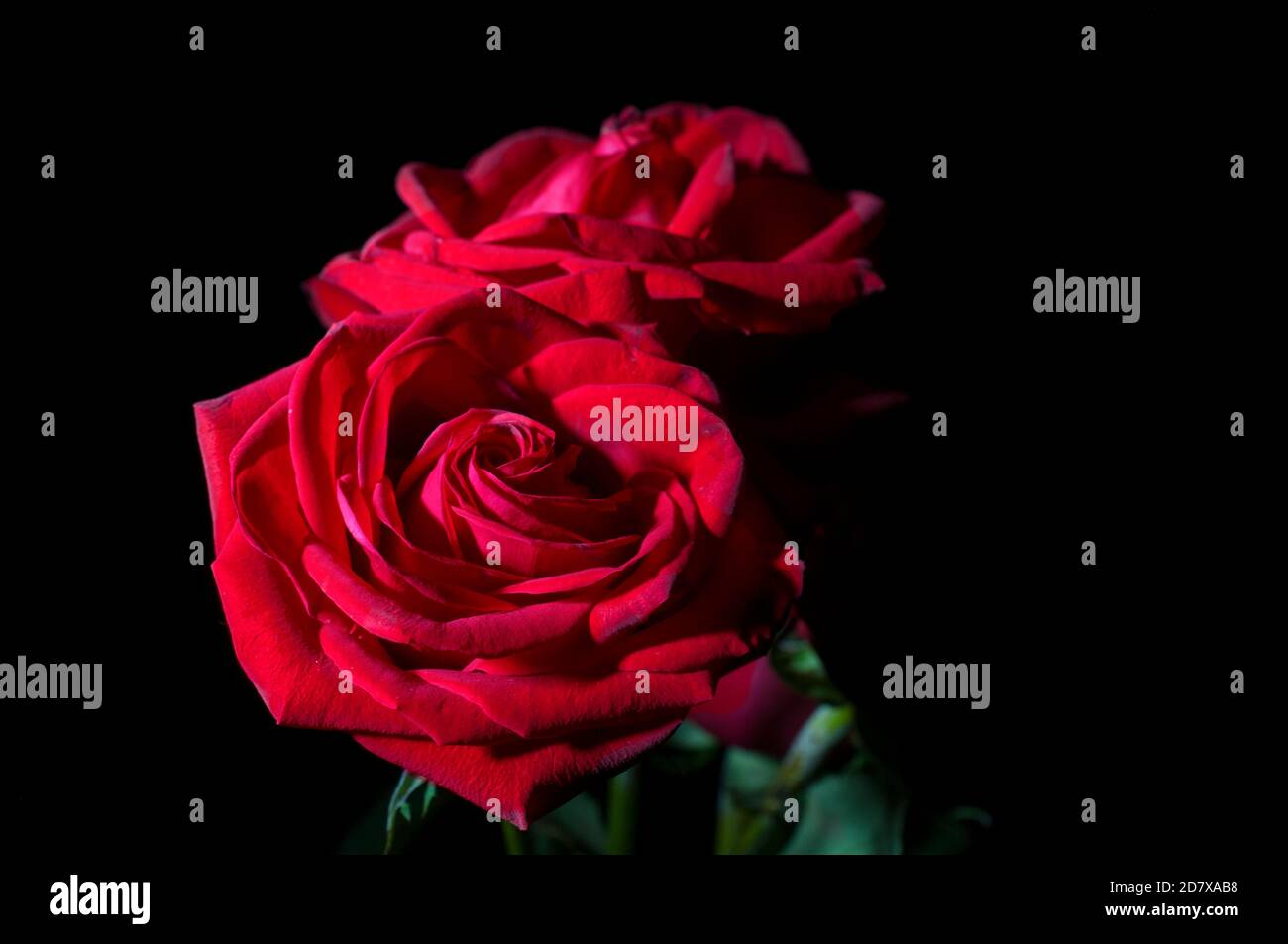 Stillleben Lichtmalerei, zwei rote Rosen mit schwarzem Hintergrund Stockfoto