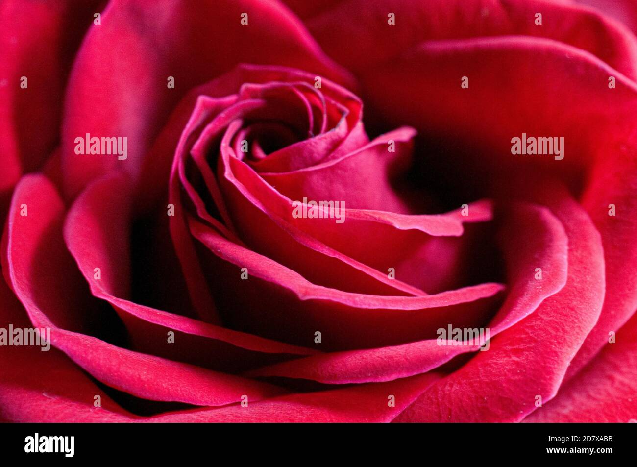 Nahaufnahme oder Makrofotografie, rote Rosenblüten Stillleben Stockfoto
