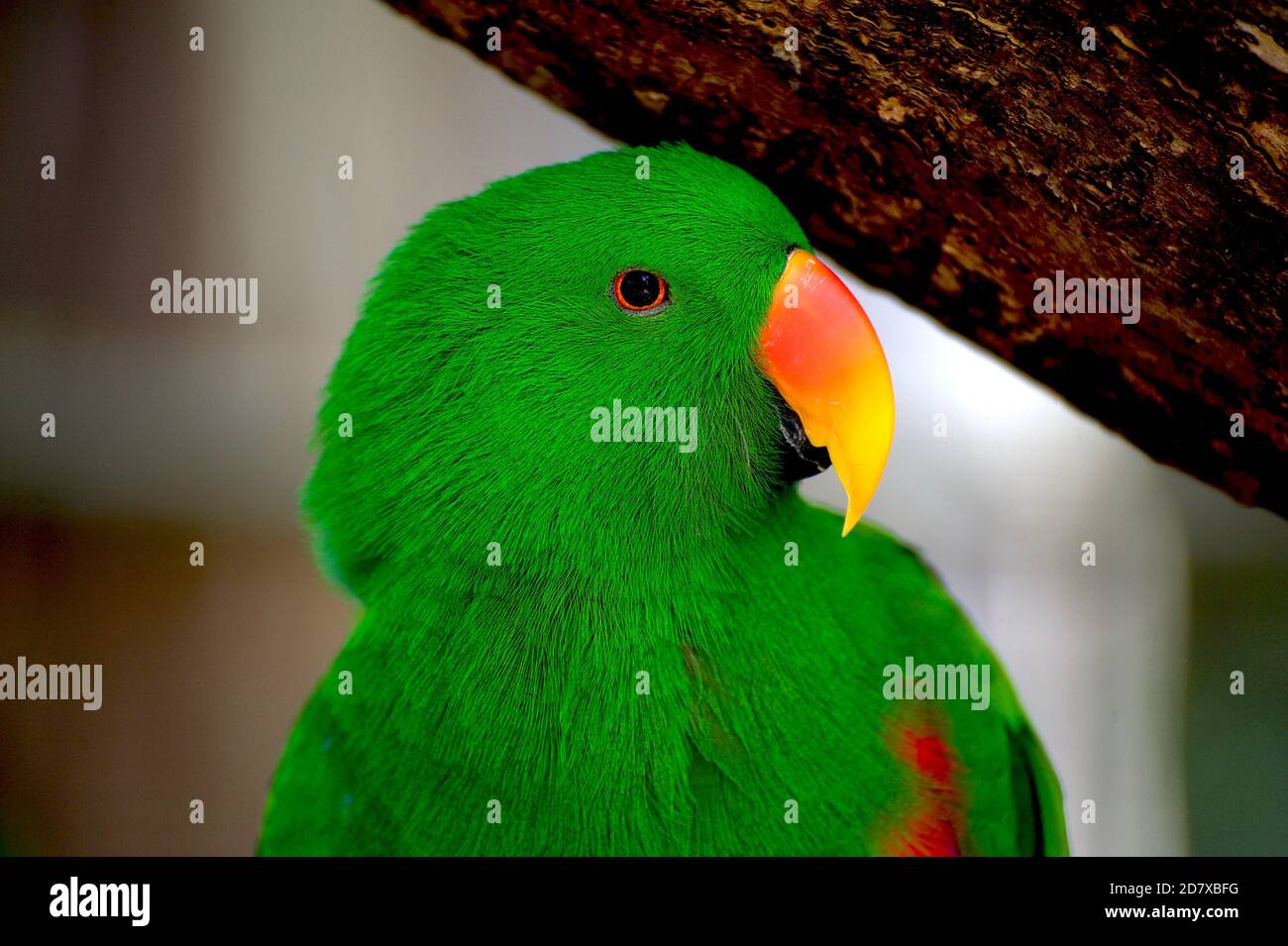 Das ist meine beste Seite - sagt Kazuko, der Eclectus Parrot, im Healesville Sanctuary in Victoria, Australien. Stockfoto