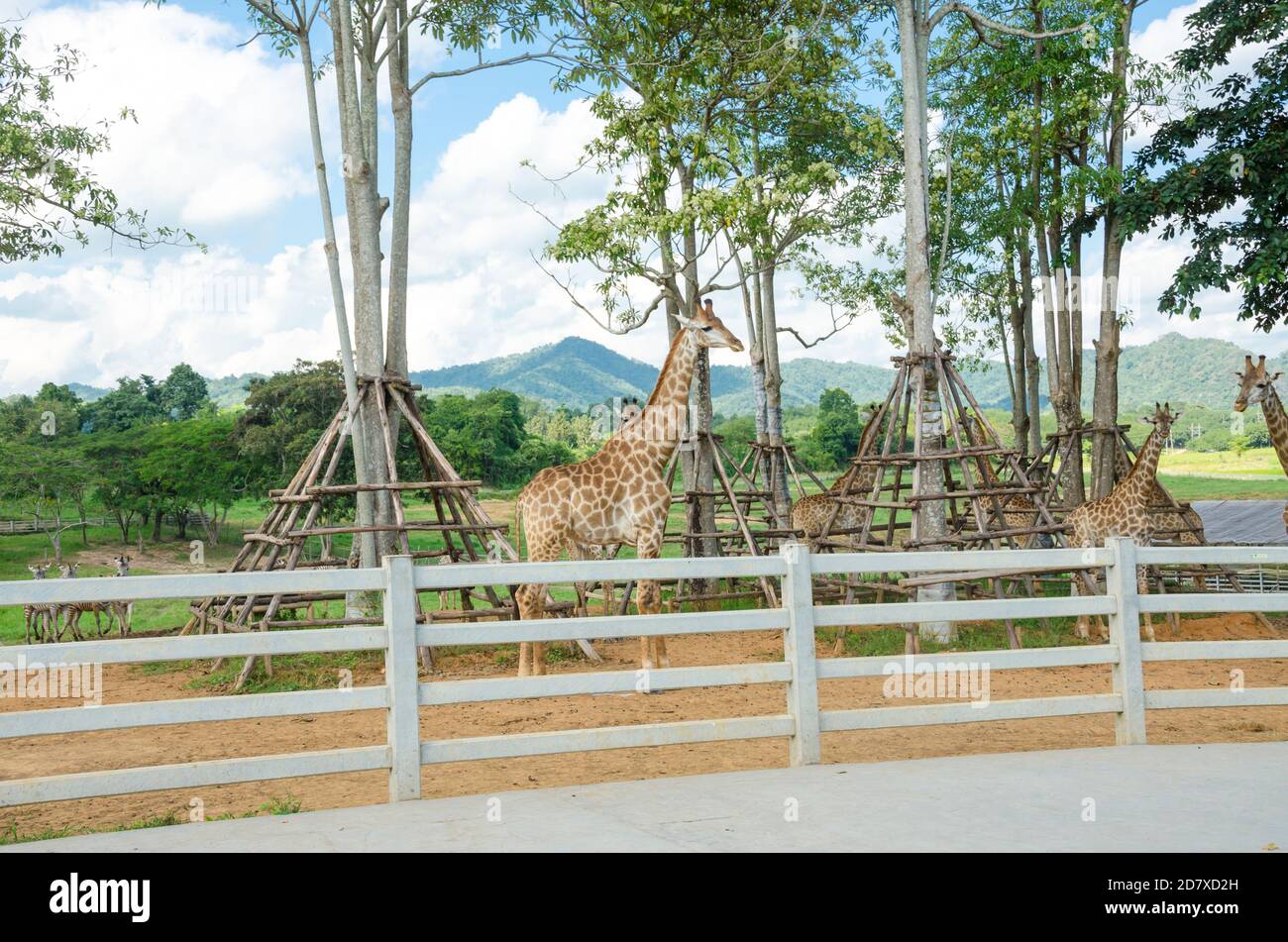 Giraffe im zoo Stockfoto