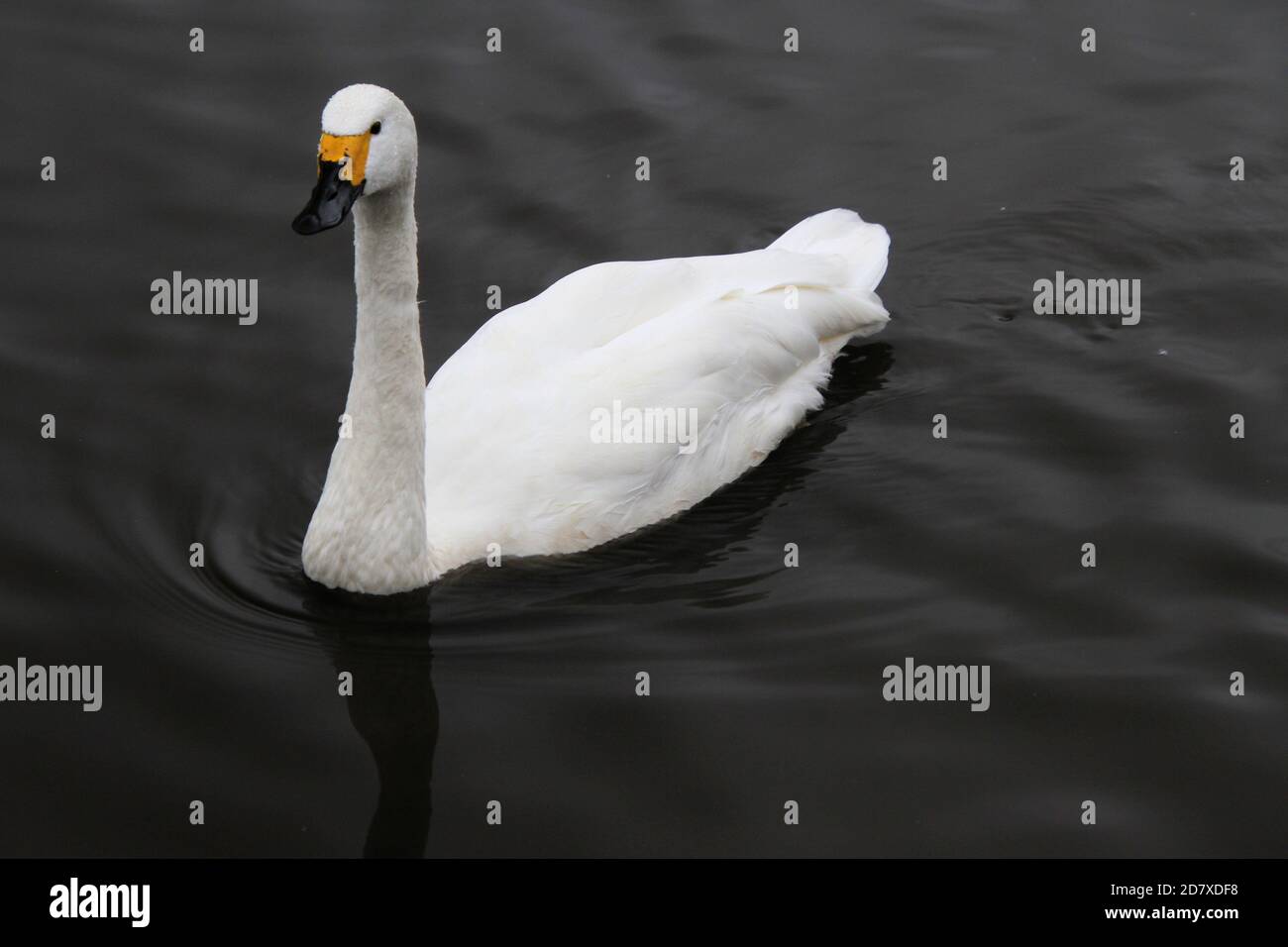 Ein Blick auf einen Whooper Swan bei Martin Mere Nature Reservieren Stockfoto