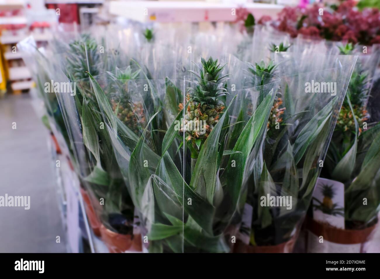 Kleine Ananasfrucht in einem Blumentopf, tropischer Indoor-Pflanzenverkauf im Laden. Auswahl von Pflanzen Haus Stockfoto