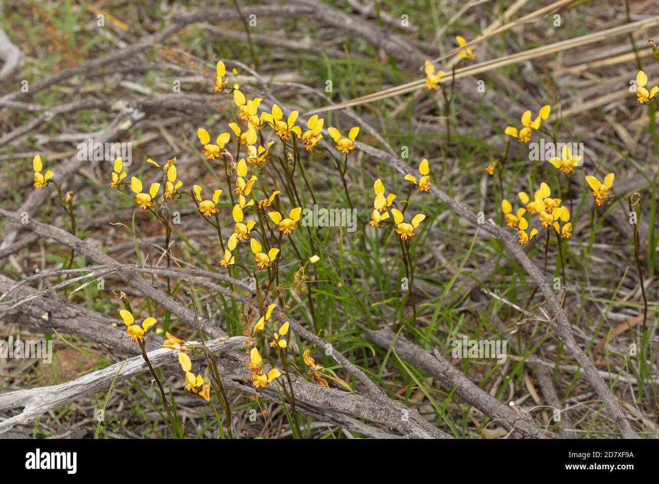 Diuris sp (terrestrische Orchidee) östlich von Hyden, Westaustralien Stockfoto