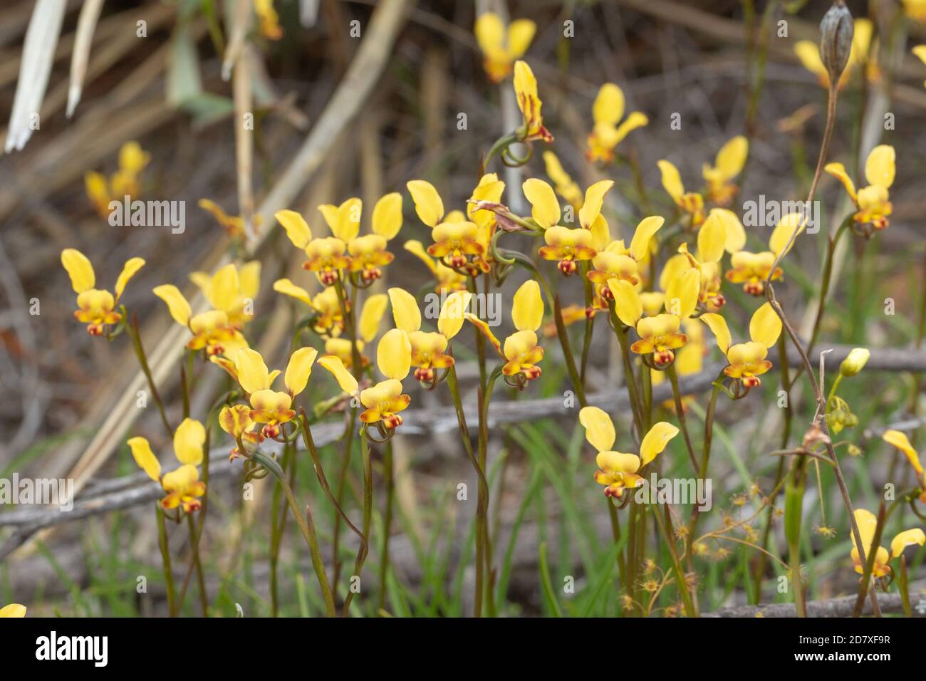 Diuris sp (terrestrische Orchidee) östlich von Hyden, Westaustralien Stockfoto