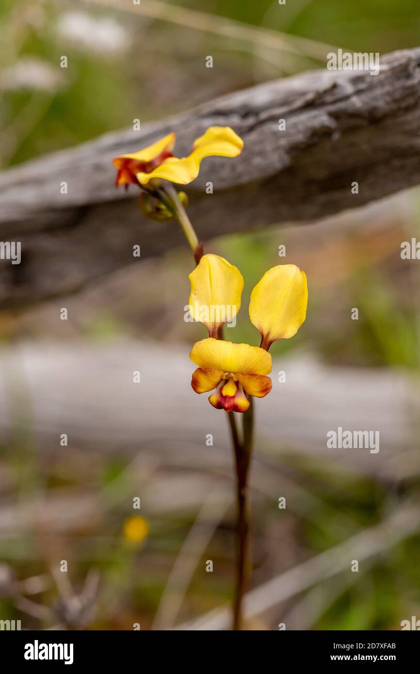 Diuris sp (terrestrische Orchidee) östlich von Hyden, Westaustralien Stockfoto