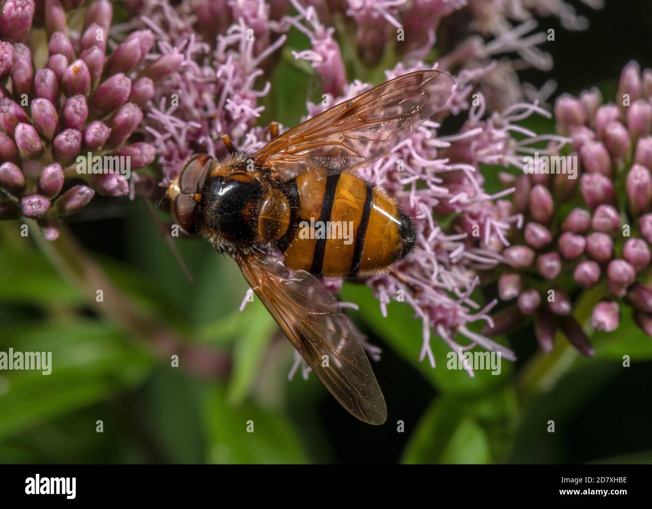 Kleine Hornet Hoverfly, Volucella inanis, Fütterung von Eupatorium cannabinum, Hanf-Agrimony. Stockfoto