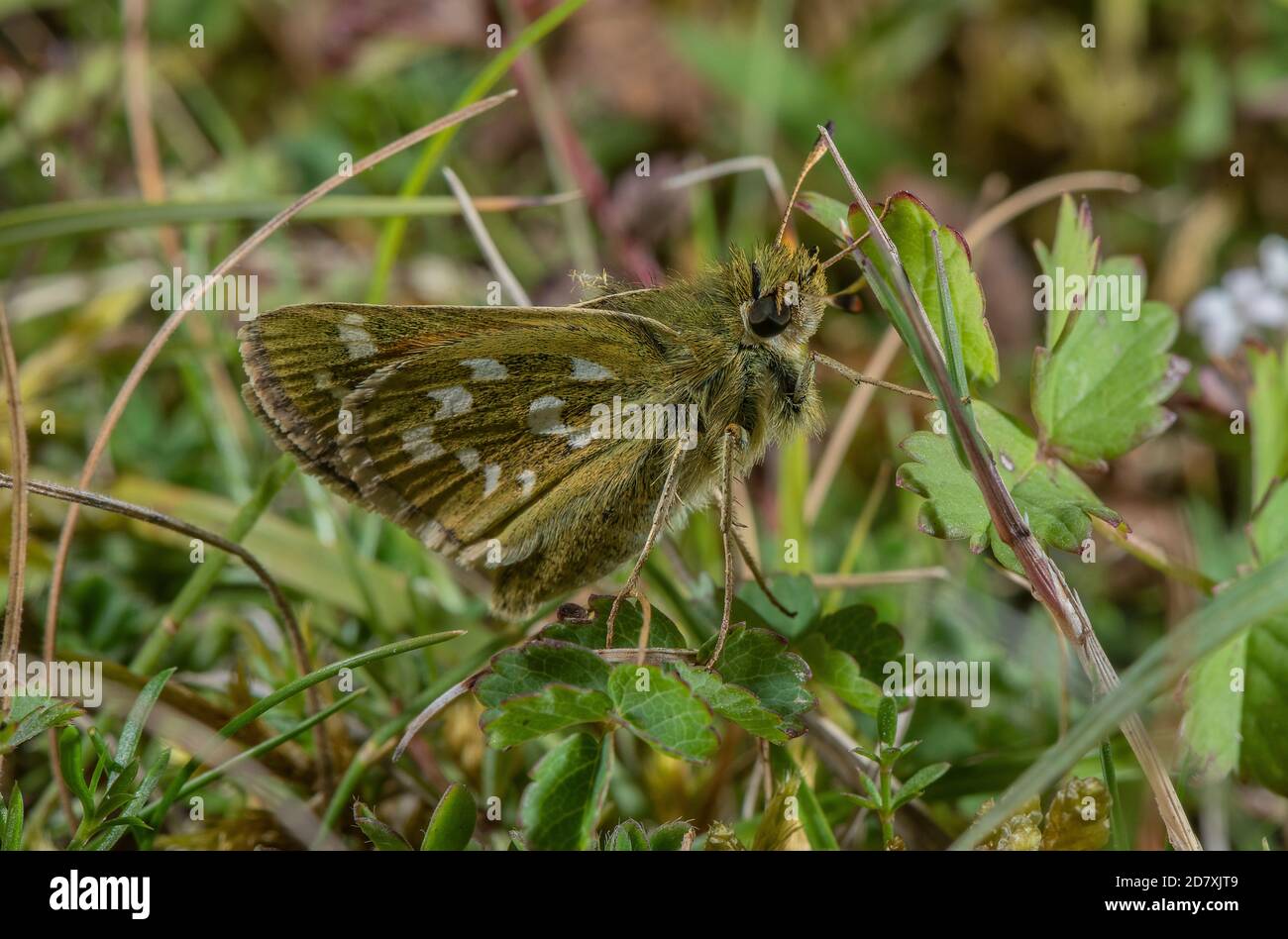 Weibliche Silberfleckige Skipperin, Hesperia Comma, unter Gras auf Kreide im August. Hampshire. Stockfoto