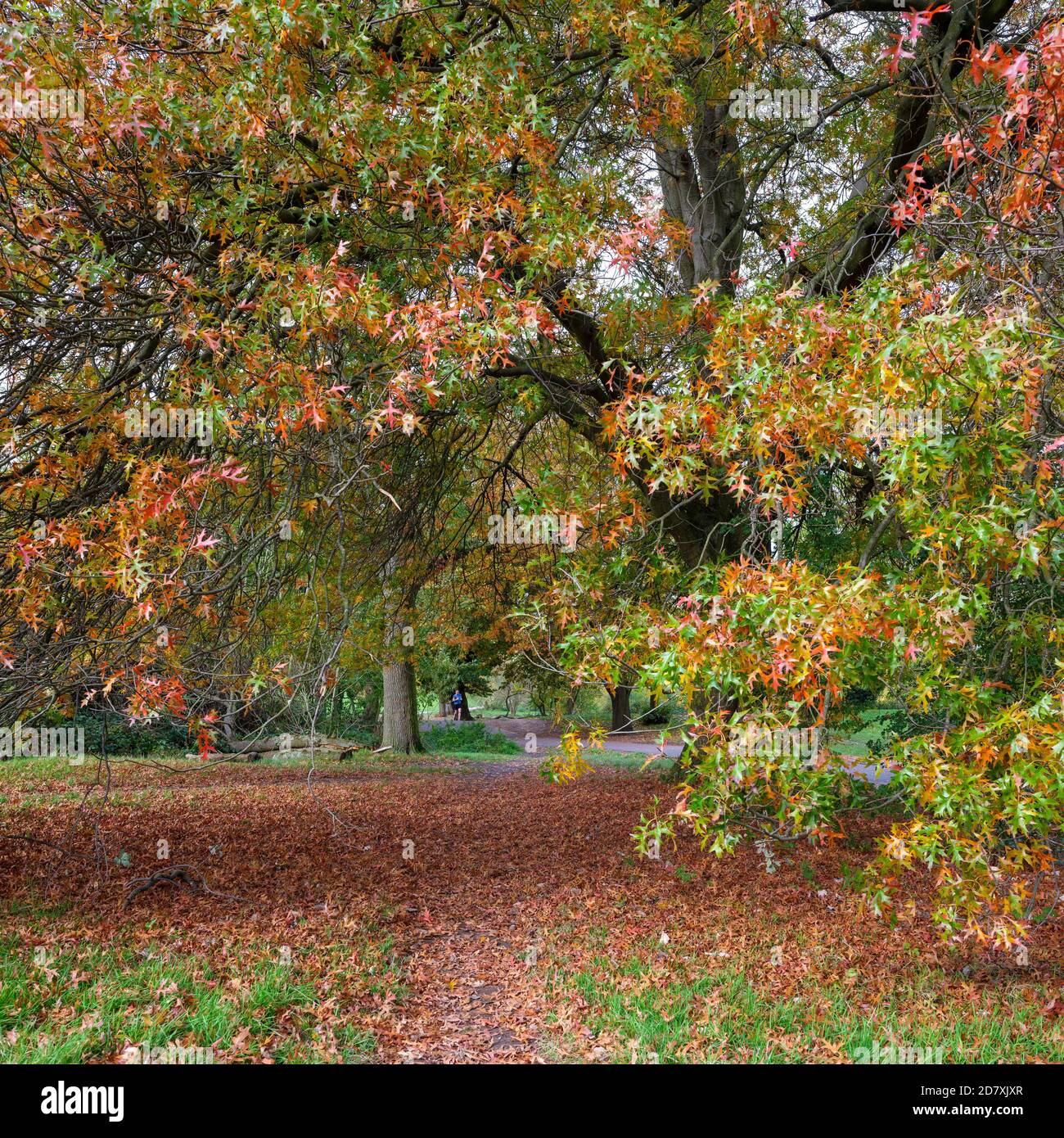 Hampstead Heath im Herbst, mit den Blättern auf den Bäumen drehen, ein idealer Ort für Bewegung und Gesundheit während der Pandemie und darüber hinaus Stockfoto